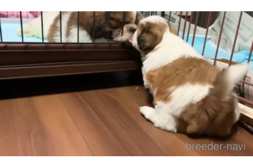 成約済の東京都のシーズー-157950の4枚目